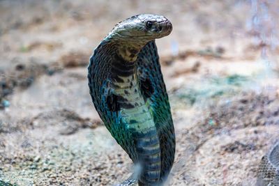 Thai Tourists Wake Up to a King Cobra 'Slithering Across My Neck' Inside A Hotel