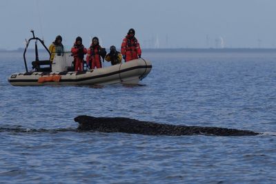 Humpback whale trapped near German coast swims free after several tense days