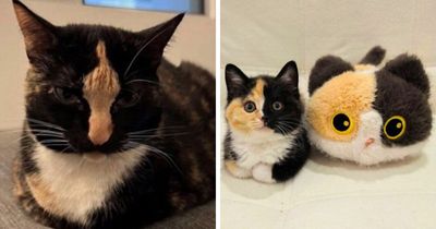 50 Hilarious And Adorable Cat Photos That Perfectly Capture Everyday Chaos, Shared By This Community (New Pics)