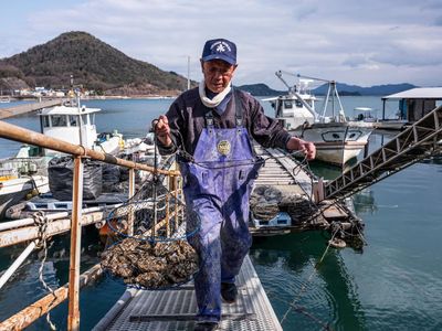 ‘Something out of the ordinary’: why are Japan’s oysters dying en masse?