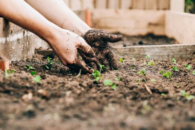 7 Simple Soil Tests You Can Do at Home Without Special Tools