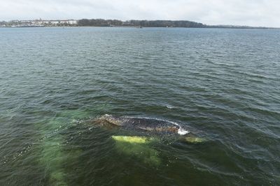 Stranded humpback whale makes bid for freedom in Baltic Sea