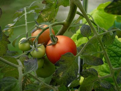 How to Grow Tomatoes Successfully Without Buying Store Transplants