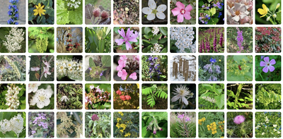 Introducing a new citizen science nature app that’s geared towards the scientific community