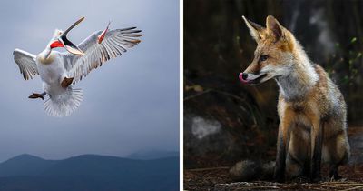 32 Powerful Animal Photos By Ze Da Quinta That Show Wildlife From Up Close