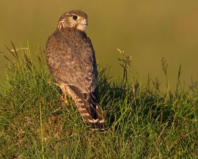 UK’s smallest bird of prey among 200 species at risk of extinction, study finds