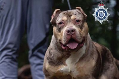 XL bully owner found guilty after hungry dog ate pensioner alive