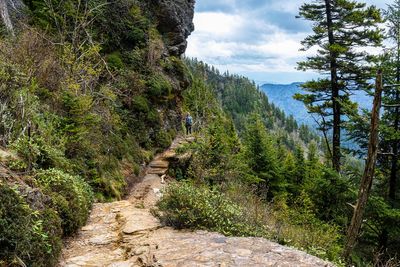Woman dies after falling 60ft from cliff in Great Smoky Mountain National Park