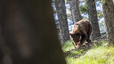‘You can’t make this up’: 4 California people made $141,839 pretending to be a bear. Then a biologist ended their scam