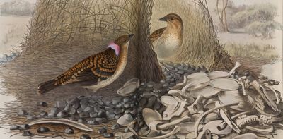 Jane Ward Tost was a trailblazer in natural sciences – until history forgot her