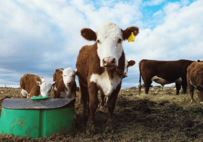 Cattle Extending Gains on Tuesday
