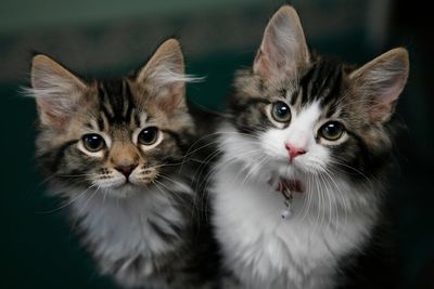 Pet scam warning from major bank after surge in reports