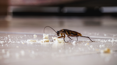I discovered why cockroaches kept coming inside — here's how to stop them