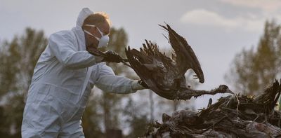 A high-risk bird flu strain is circling the globe. How prepared is NZ?