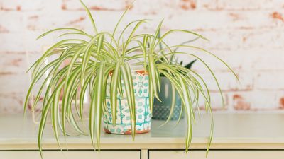 You're putting your spider plant in the wrong place: The 3 spots it will absolutely thrive