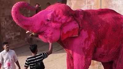 Jaipur Elephant's Death Two Months Post Photoshoot Fuel India-wide Arrest Demands For Julia Buruleva