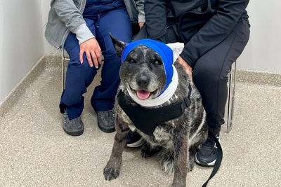 Half-blind, elderly dog risks her life fending off bear that broke into New Mexico home: ‘Our little savior’