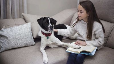 Dog Behavior You Are Misreading Everyday