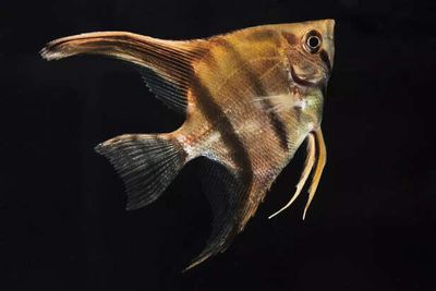 Angelfish: A guide to keeping and breeding