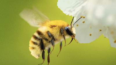 How to watch 'Secrets of the Bees' – stream major nature documentary online from anywhere