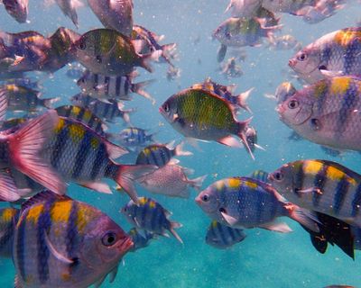 Under Water by Tara Menon review – love, loss and a longing for the ocean