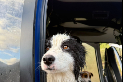 Molly the border collie found in New Zealand’s remote backcountry a week after owner’s hiking accident