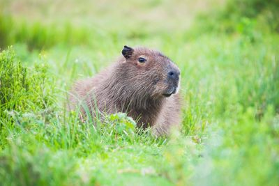 Elusive capybara remains at large two weeks after daring escape