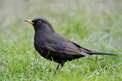 Virus with links to yellow fever discovered in Scotland for first time