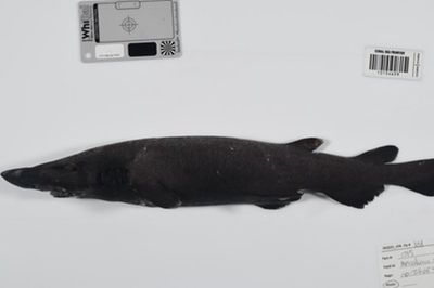 More than 100 deep-sea creatures discovered in Coral Sea