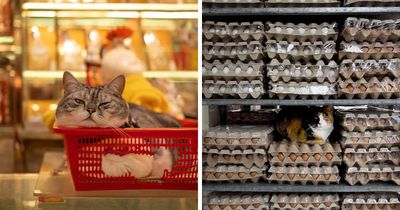 Stray Cats Embracing City Life, As Captured Through The Lens Of This Photographer (40 New Pics)