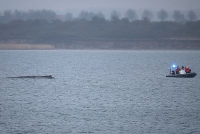 Rescuers share sad update on humpback whale stranded in Baltic Sea