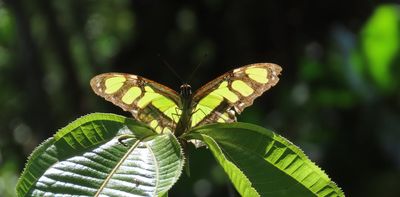 Insects in the tropics are already near their heat limits – climate change could push many beyond survival
