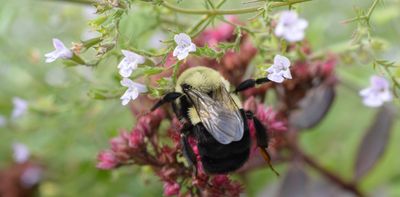 Queen bumblebees can breathe underwater — for days. We discovered how