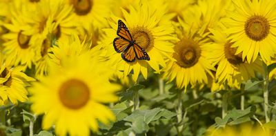 A global butterfly index could advance insect conservation worldwide