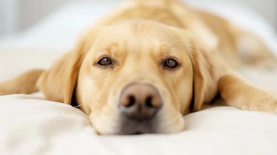 What Happens When Pets Feel Ignored for Too Long