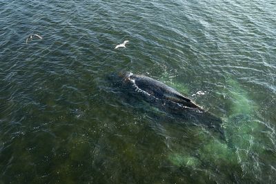 Hope lost for humpback whale left stranded off coast of Germany