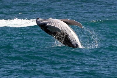 Unsuspecting windsurfer collides with gray whale in San Francisco Bay