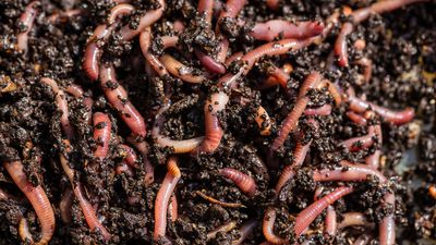 How to Encourage Earthworms That Improve Soil Naturally