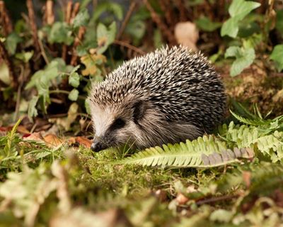 Healthy hedgehogs are best left in the wild