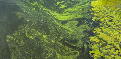 Toxic blooms and invasive clams are forcing a rethink on the Waikato River