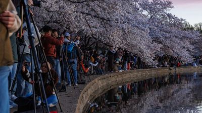 There’s a key problem with viral photo locations, and this cherry blossom photo illustrates that problem perfectly!