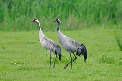 Record number of cranes bred in 2025 as UK’s tallest bird continues comeback