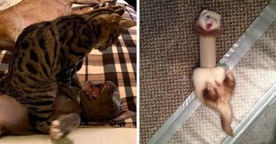 61 Hilariously Dramatic Pets Who Belong In Hollywood