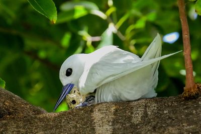 How a seabird native to Hawaii has adapted to life in Honolulu's concrete jungle