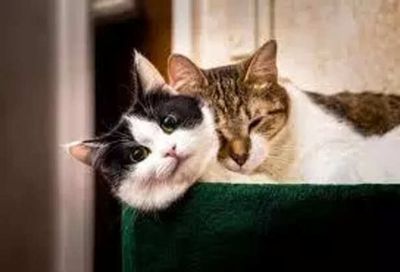 Is there any way to clean a cat without bath ?