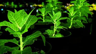 Chinese scientists unveil glowing Avatar-like plants that could light cities without electricity