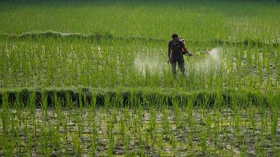 Study links exposure to agricultural pesticides to cancer risk