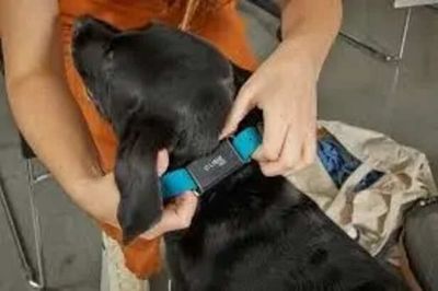 Top Smart Collars for Dogs in 2026