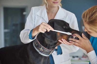Pet Dental Care: Why It’s So Important