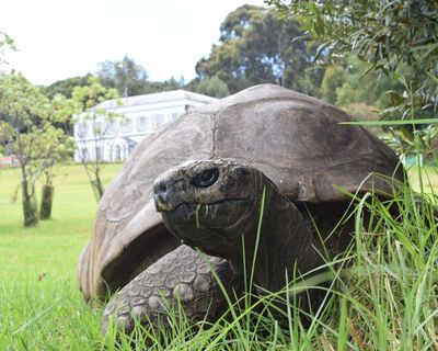 World’s oldest tortoise caught in viral crypto death scam